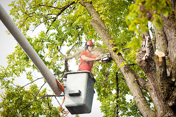 Tree Removal for Businesses in De Leon Springs, FL